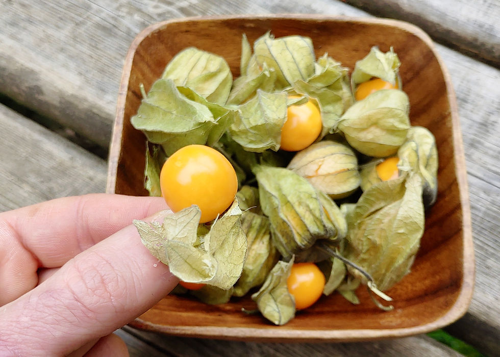 Thumbnail: Cape Gooseberry Seeds - Physalis Peruviana - Super Sweet, Tangy, and Abundant