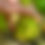Thumbnail: Bald Head Mustard Seeds - Brassica Juncea var. Napiformis - Rare & Versatile