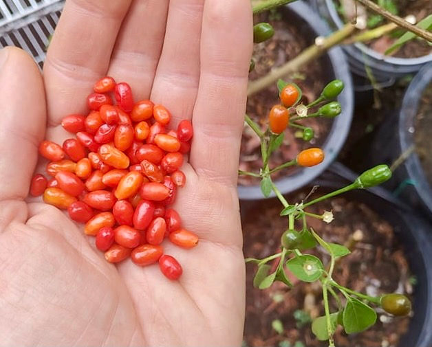Thumbnail: Wild Baccatum Seeds - Capsicum Baccatum - Delicious, Beautiful, and Wild