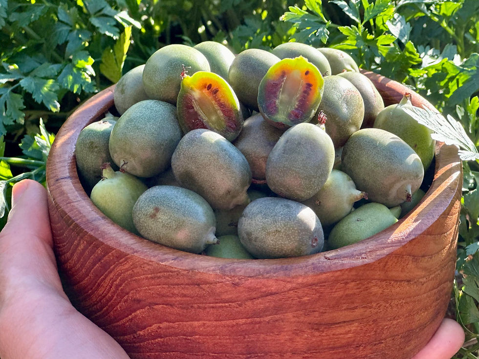 Ananasnaya Hardy Kiwi Berry Seeds - Actinidia Arguta - Tasty & Abundant