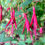 Thumbnail: Thompsonii Hardy Fuchsia - Fuchsia Magellanica - Delicious & Perennial