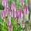 Thumbnail: Pink Flamingo Lagos Spinach Seeds - Celosia Argentea Spicata - Edible & Gorgeous