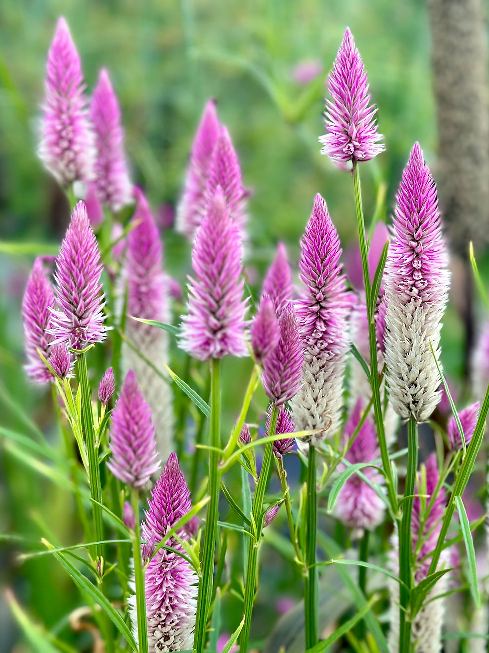 Thumbnail: Pink Flamingo Lagos Spinach Seeds - Celosia Argentea Spicata - Edible & Gorgeous
