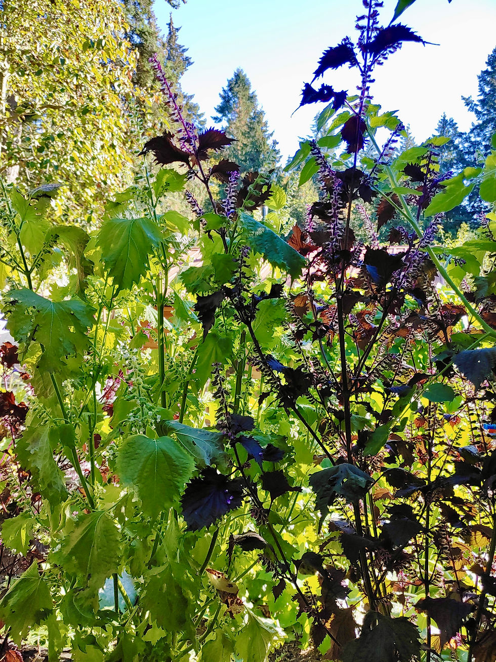 Thumbnail: Green Shiso Seeds - Perilla Frutescens - Delicious, Aromatic, and Versatile