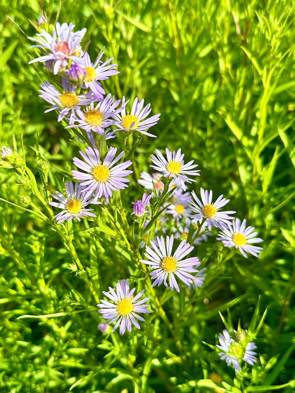 Thumbnail: New York Aster Seeds - Symphyotrichum Novi-Belgii - Perennial& Beautiful