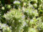 Thumbnail: Skunkweed Seeds - Navarretia Squarrosa - Pollinator Friendly & Pest Deterring
