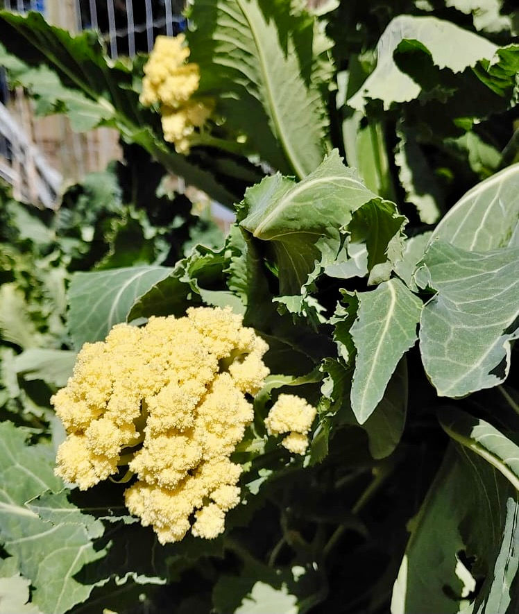 Thumbnail: Nine Star Perennial Cauliflower/Broccoli Seeds - Brassica Oleraceae - Perennial