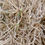 Thumbnail: Valerian Seeds - Valeriana Officinalis - Perennial and Attracts Pollinators