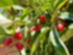 Thumbnail: Goumi Berry Seeds - Elaeagnus Multiflora - Delicious, Abundant, and Versatile