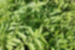 Thumbnail: Tzimbalo - Solanum Caripense - Sweet, Juicy & Abundant
