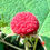Thumbnail: Thimbleberry Seeds - Rubus Parviflorus - Perennial, Delicious, and Nutritious