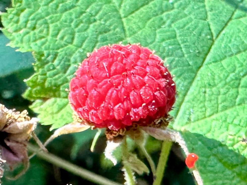 Thimbleberry Seeds - Rubus Parviflorus - Perennial, Delicious, and Nutritious