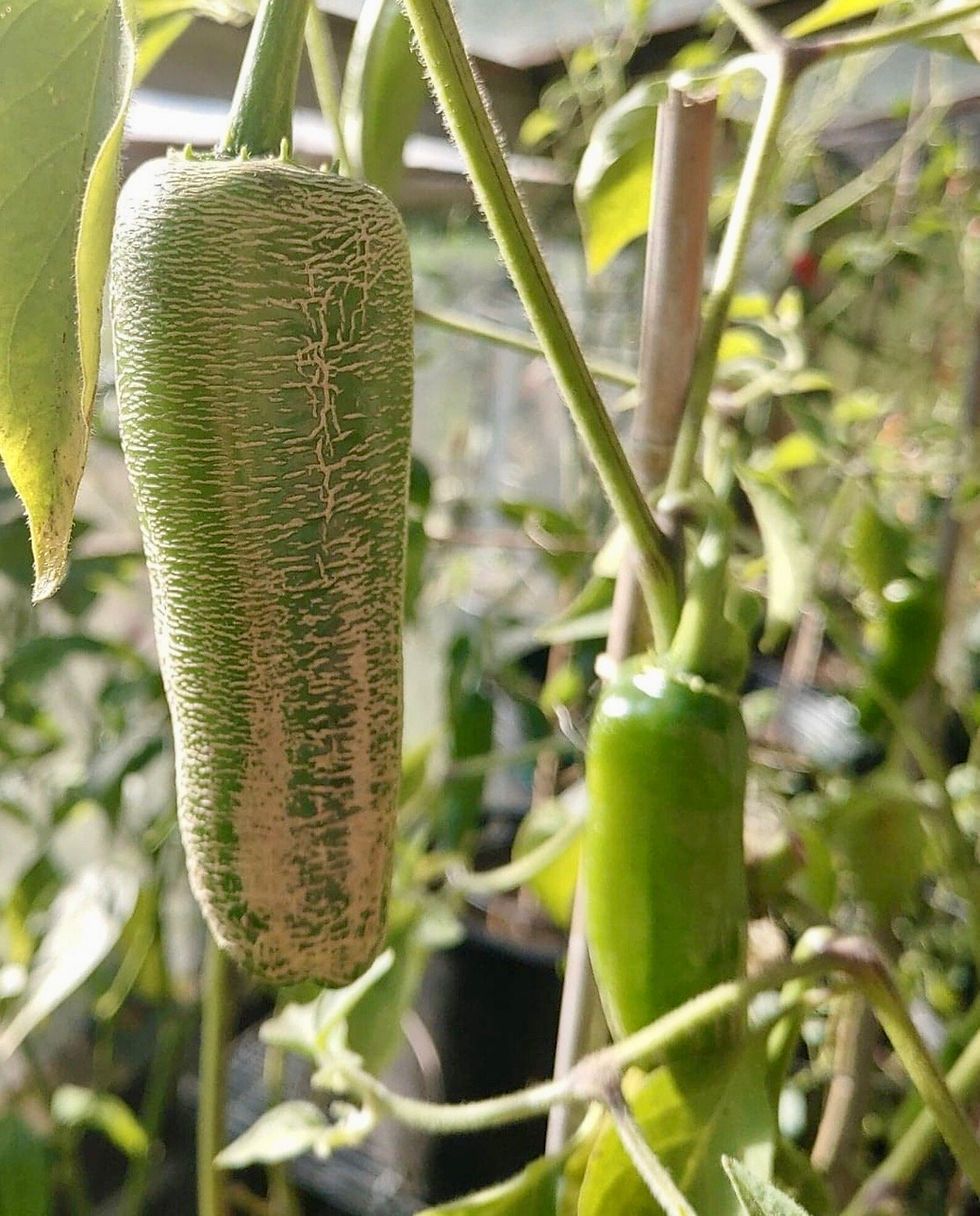 Farmers Market Jalapeño Capsicum Annuum Rare & Delicious Small