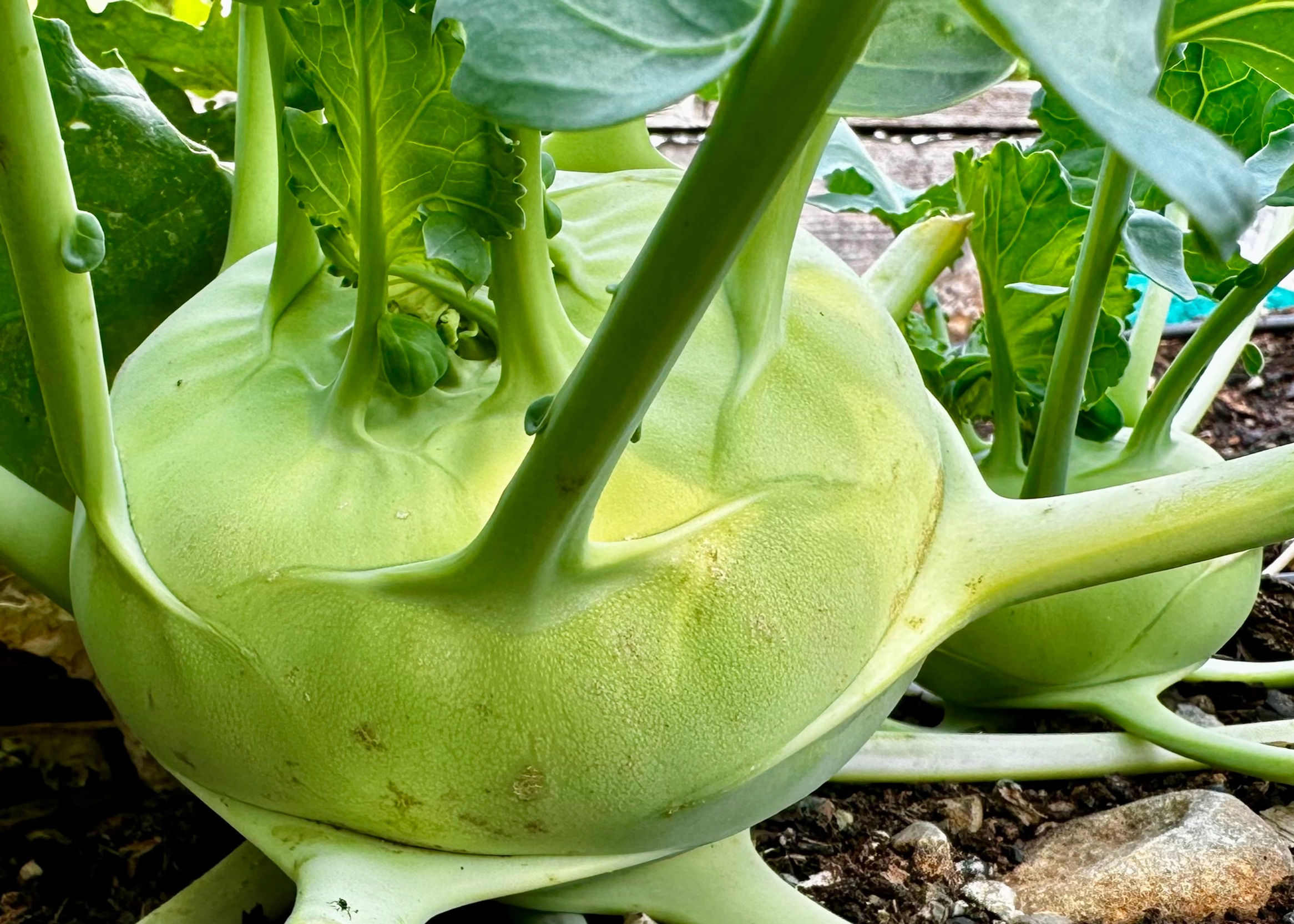 White Vienna Kohlrabi Seeds - Brassica Oleraceae - Large & Delicious
