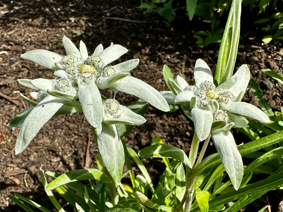 Thumbnail: Edelweiss Seeds - Leontopodium Alpinium - Perennial & Beautiful