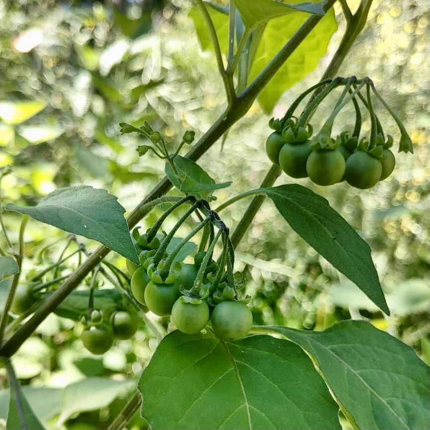 Thumbnail: Sunberry Seeds - Solanum Retroflexum - Sweet & Delicious Berries