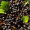 Thumbnail: Black Hawthorn Seeds - Crataegus Douglasii - Sweet, Fruity, and Perennial