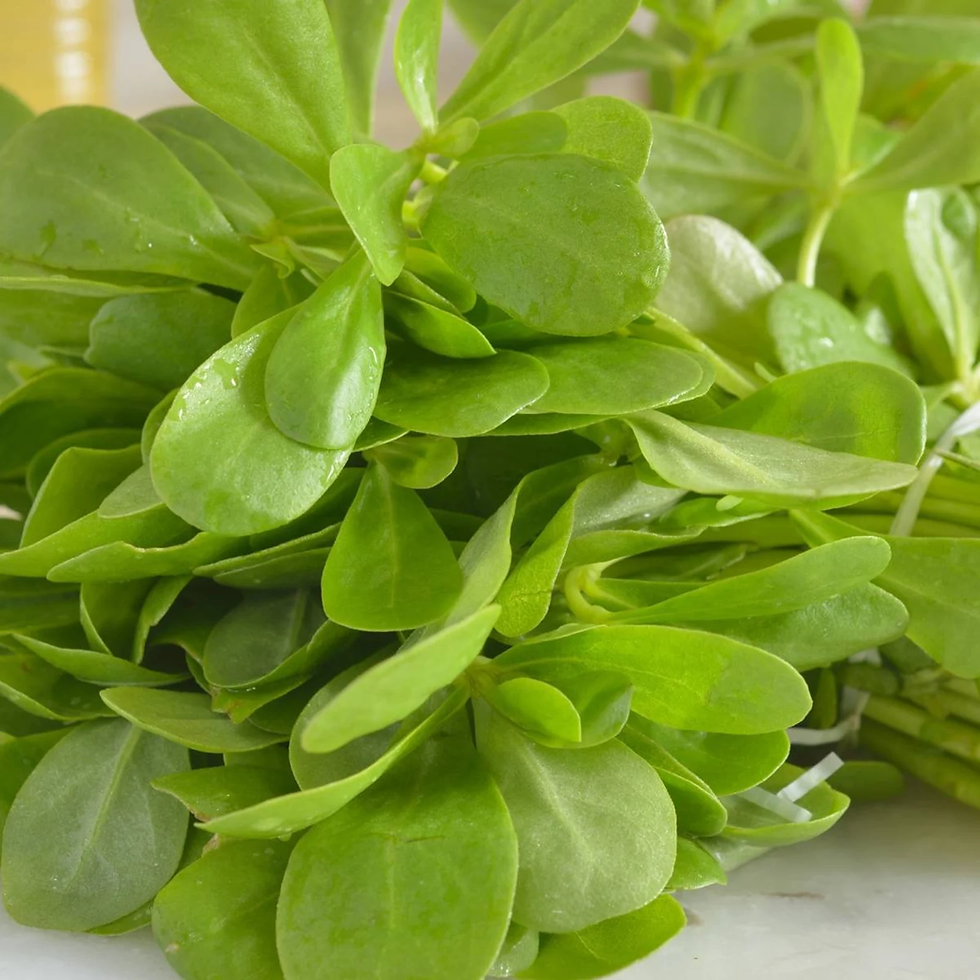 Thumbnail: Golden Purslane Seeds - Portulaca Oleraceae var. Sativa - Delicious & Nutritious
