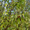 Thumbnail: Cornelian Cherry Seeds - Cornus Mas - Delicious, Abundant, and Beautiful