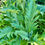 Thumbnail: Green Globe Artichoke Seeds - Cynara Scolymus - Delicious, and Perennial