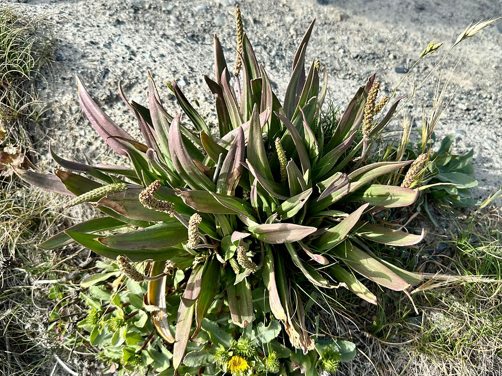 Thumbnail: Sea Plantain Seeds - Plantago Maritima - Delicious & Perennial Leaf Vegetable