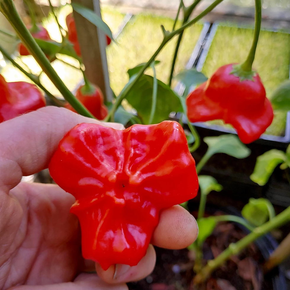 Thumbnail: Mad Hatter / Bishops Crown Pepper Seeds - Capsicum Baccatum - Attractive & Tasty