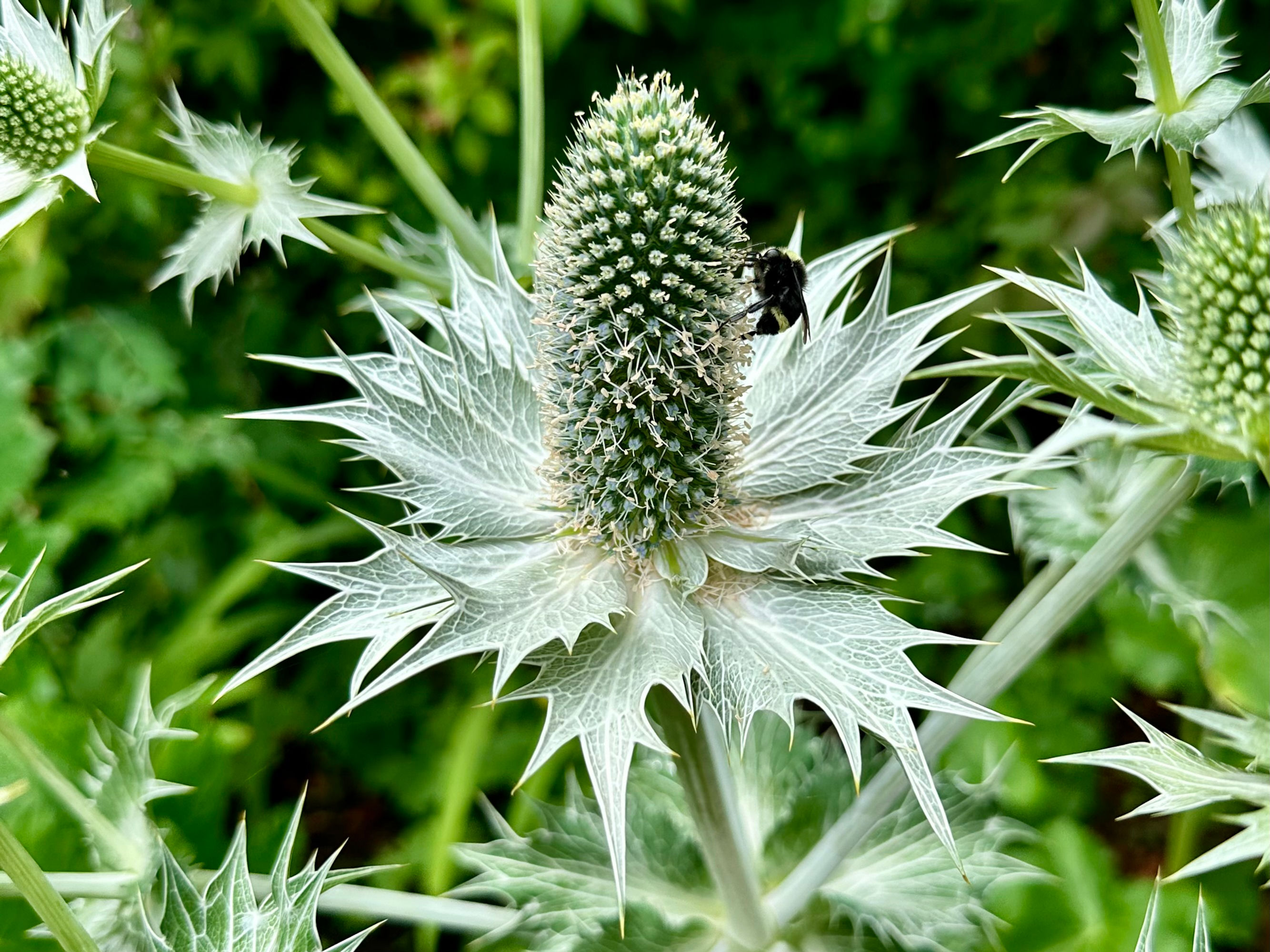 Silver Sea Holly Seeds - Eryngium Maritimum - Edible, Beautiful, and Perennial