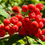 Thumbnail: Rowan Berry / Mountain Ash Seeds - Sorbus Aucuparia - Edible & Abundant
