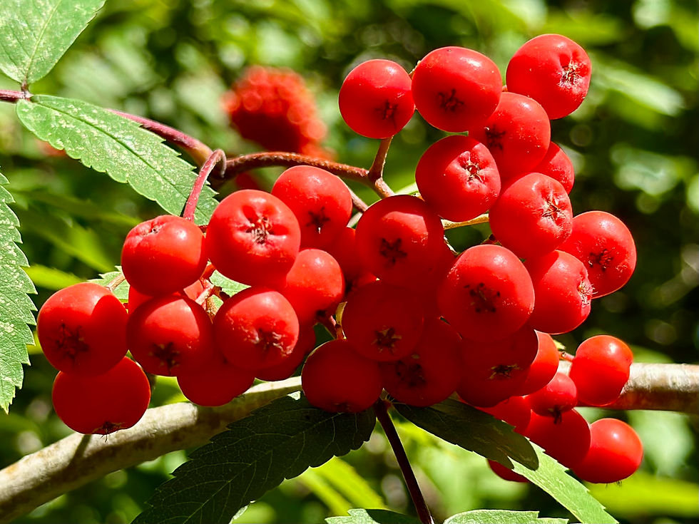 Thumbnail: Rowan Berry / Mountain Ash Seeds - Sorbus Aucuparia - Edible & Abundant