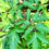 Thumbnail: Angelica Seeds - Angelica Archangelica - Perennial & Medicinal