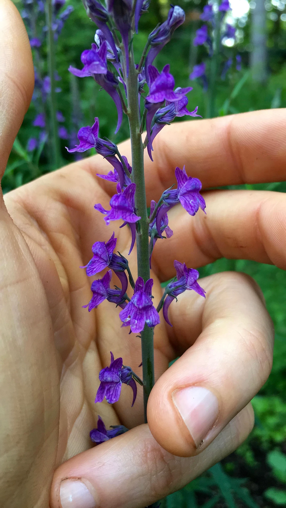 Thumbnail: Purple Toadflax Seeds - Linaria Purpurea - Pollinator Friendly & Perennial