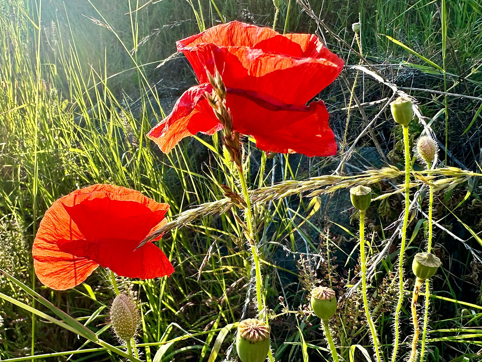 Thumbnail: Corn Poppy Seeds - Papaver Rhoeas - Edible & Beautiful