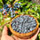 Thumbnail: Oregon Grape Seeds - Berberis Aquifolium - Delicious, Nutritious, and Perennial