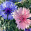Thumbnail: Cornflower / Bachelor's Button Seeds - Centaurea Cyanus - Beautiful & Edible