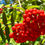 Thumbnail: Rowan Berry / Mountain Ash Seeds - Sorbus Aucuparia - Edible & Abundant
