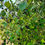 Thumbnail: Black Hawthorn Seeds - Crataegus Douglasii - Sweet, Fruity, and Perennial