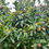 Thumbnail: Medlar Seeds - Mespilus Germanica - Delicious, Abundant, and Rare