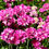 Thumbnail: Sea Thrift Seeds - Armeria Maritima - Perennial & Pollinator Friendly