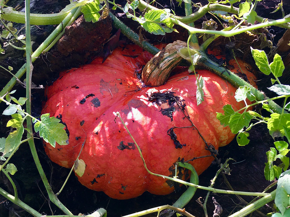 Thumbnail: Rouge Vif D'Etempes Pumpkin Seeds - Cucurbita Maxima - Delicious & Versatile