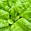Thumbnail: Giant Noble Spinach Seeds - Spinacia Oleracea - Delicious & Vigorous