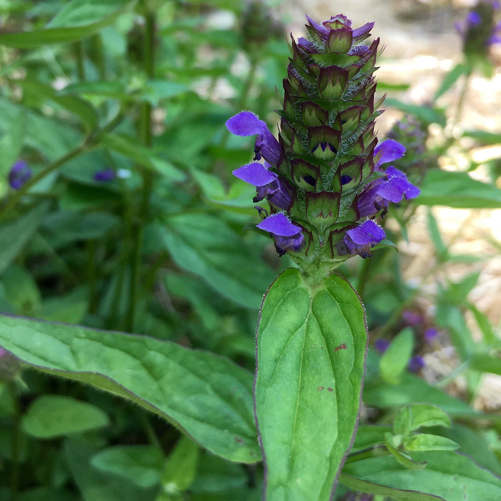 Thumbnail: Heal All / Self Heal Seeds - Prunella Vulgaris - Edible, Medicinal, & Perennial