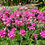 Thumbnail: Sea Thrift Seeds - Armeria Maritima - Perennial & Pollinator Friendly