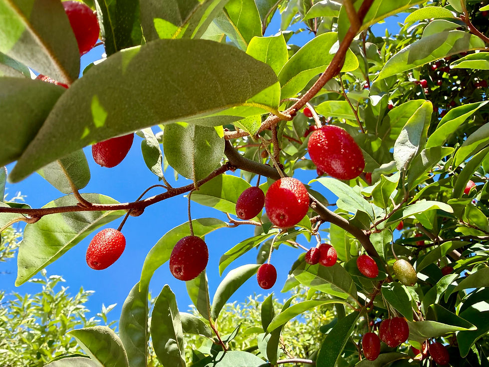 Thumbnail: Goumi Berry Seeds - Elaeagnus Multiflora - Delicious, Abundant, and Versatile