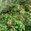 Thumbnail: Thompsonii Hardy Fuchsia - Fuchsia Magellanica - Delicious & Perennial