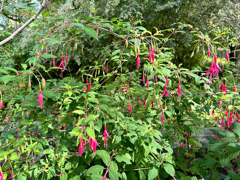 Thumbnail: Thompsonii Hardy Fuchsia - Fuchsia Magellanica - Delicious & Perennial
