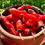 Thumbnail: Shishito Pepper Seeds - Capsicum Annuum - Delicious, Prolific, and Exciting