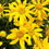 Thumbnail: Wooly Sunflower Seeds - Eriophyllum Lanatum - Perennial and Pollinator-Friendly