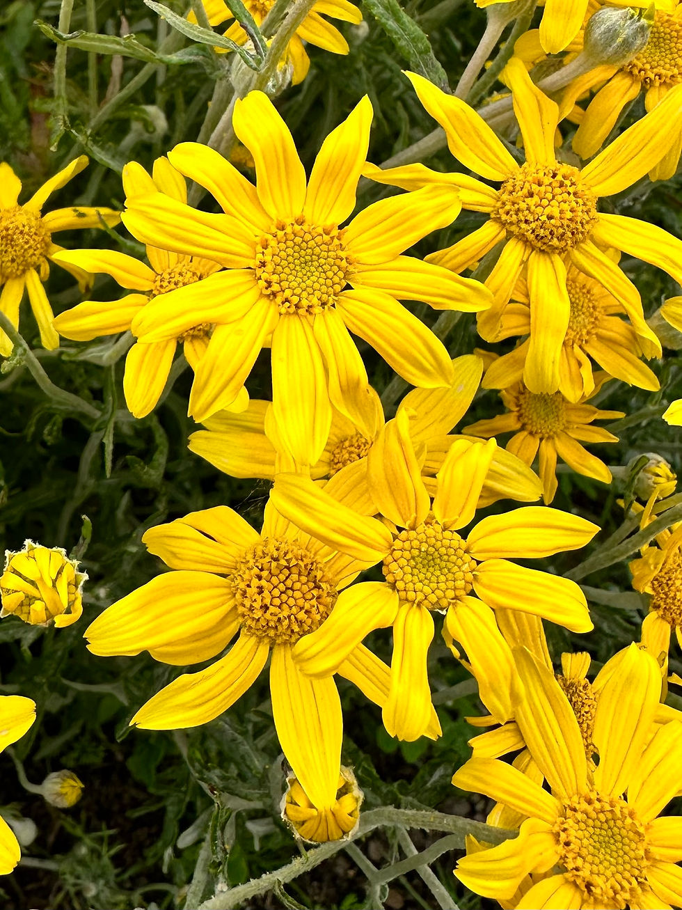 Thumbnail: Wooly Sunflower Seeds - Eriophyllum Lanatum - Perennial and Pollinator-Friendly