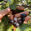 Thumbnail: Black Hawthorn Seeds - Crataegus Douglasii - Sweet, Fruity, and Perennial