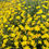 Thumbnail: Wooly Sunflower Seeds - Eriophyllum Lanatum - Perennial and Pollinator-Friendly